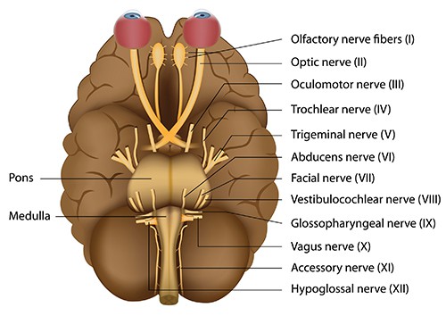 Cranial Nerves