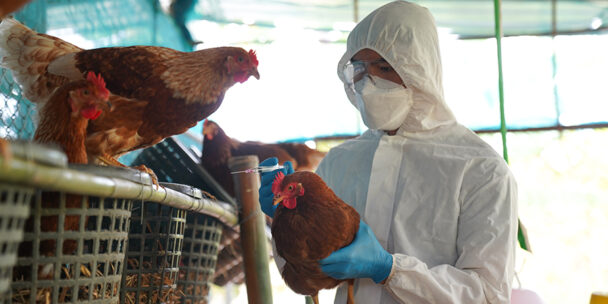 Two Cases of the H5N1 Strain of Avian Flu Found in Humans
