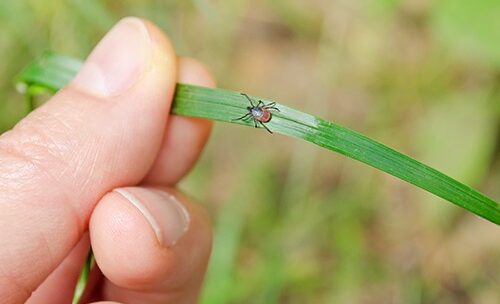 Asian Longhorned Tick Populations On the Rise