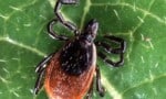 Is It ‘Summer Flu’ or a Tick Bite? What NPs Need to Know About Tick-Borne Infections in 2026″