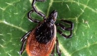 Is It ‘Summer Flu’ or a Tick Bite? What NPs Need to Know About Tick-Borne Infections in 2026″
