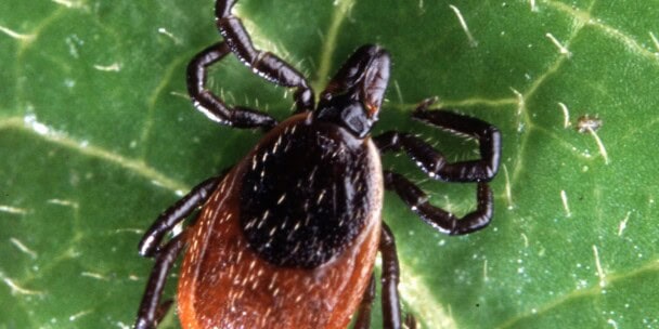 Is It ‘Summer Flu’ or a Tick Bite? What NPs Need to Know About Tick-Borne Infections in 2026″